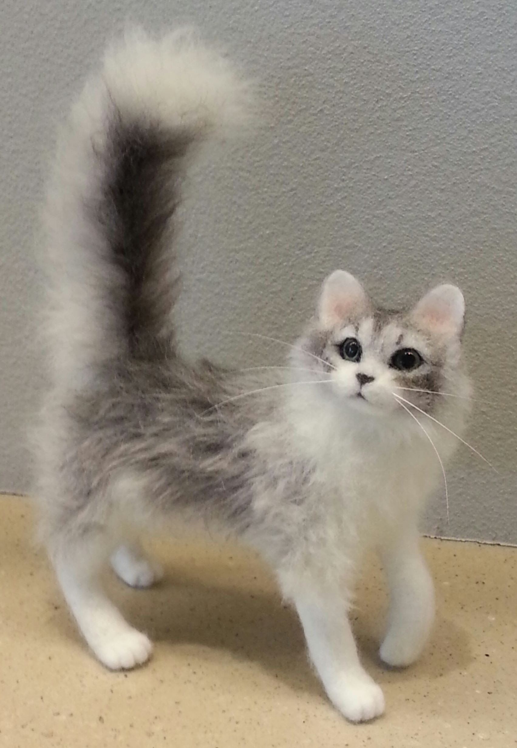 リアル羊毛フェルト　愛犬・愛猫を作る